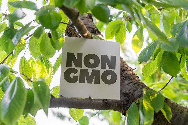 Non-GMO Là Gì? Vì Sao Đậu Nành Non-GMO Là Tiêu Chuẩn Vàng Của Sức Khỏe Bền Vững? 3 non gmo la gi vi sao dau nanh non gmo la tieu chuan vang cua suc khoe ben vung 02